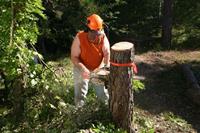 Click to view album: Pine Tree Removal