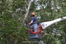  Cedar Tree Cutting and Bucket truck tree removal, pruning and chipping on Bank Street in Harwich Port.