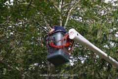 Cedar Tree Removal and Bucket truck tree removal, pruning and chipping on Bank Street in Harwich Port.