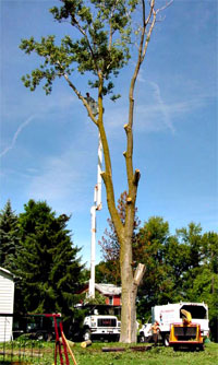 tree removal in Chilliwack, BC